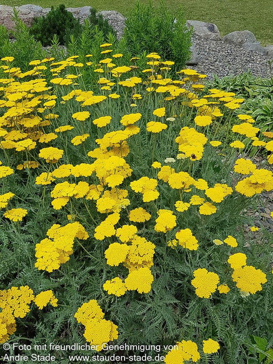 Hohe Gold-Garbe 'Parker' (Achillea filipendulina)