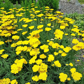 Hohe Gold-Garbe 'Parker' (Achillea filipendulina)