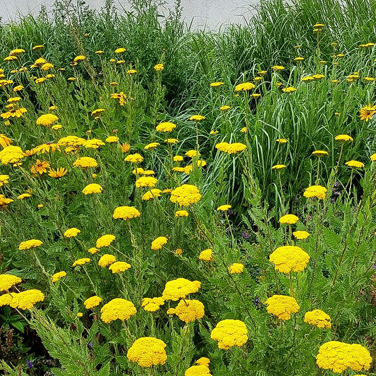 Hohe Gold-Garbe 'Parker' (Achillea filipendulina)