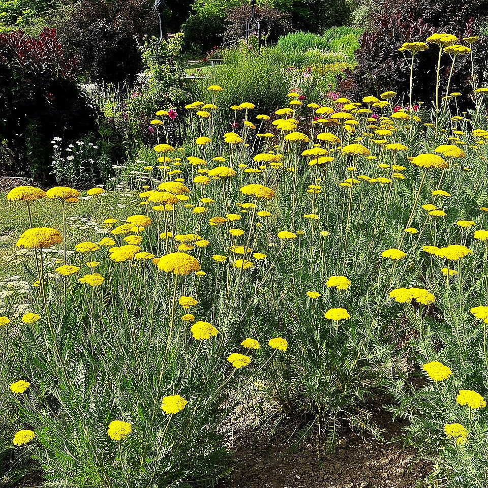 Hohe Gold-Garbe 'Parker' (Achillea filipendulina)