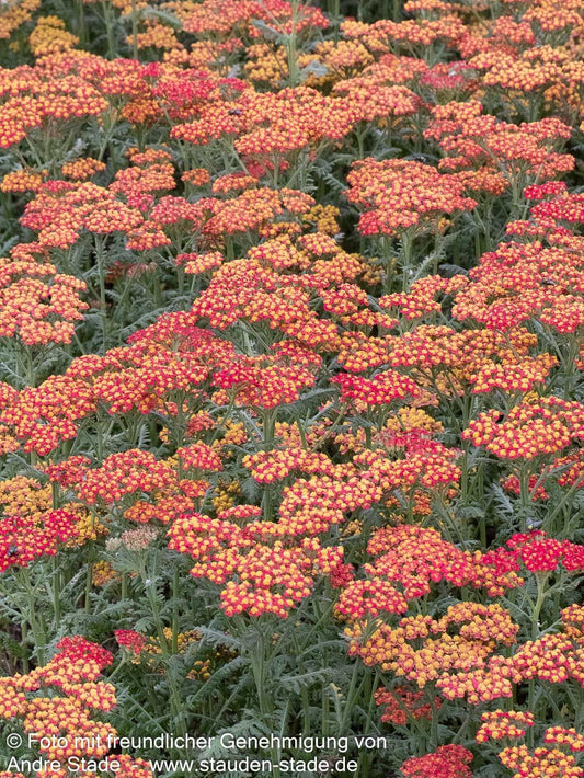 Hohe Gold-Garbe 'Walter Funcke' (Achillea filipendulina)