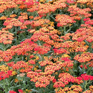 Hohe Gold-Garbe 'Walter Funcke' (Achillea filipendulina)