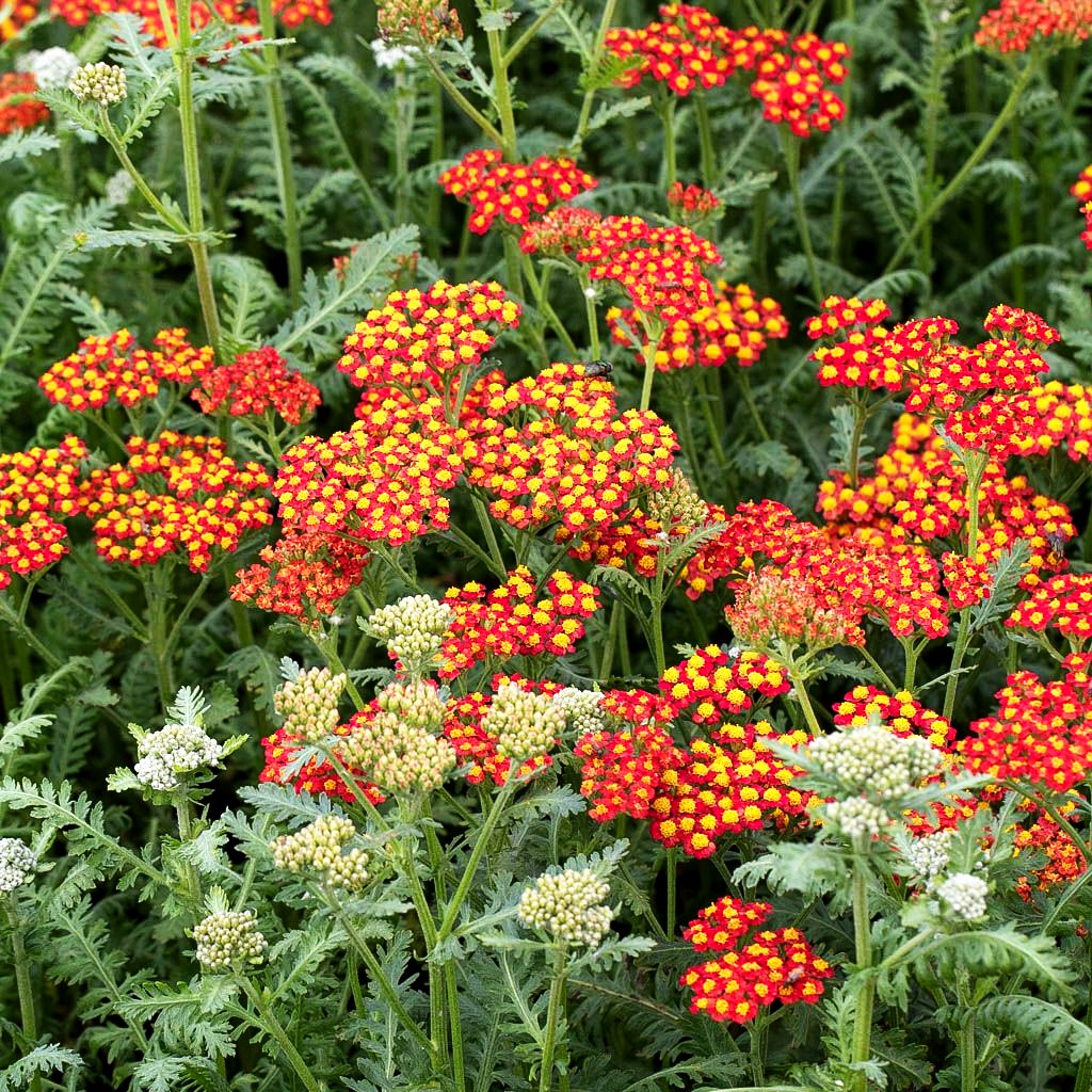 Hohe Gold-Garbe 'Walter Funcke' (Achillea filipendulina)