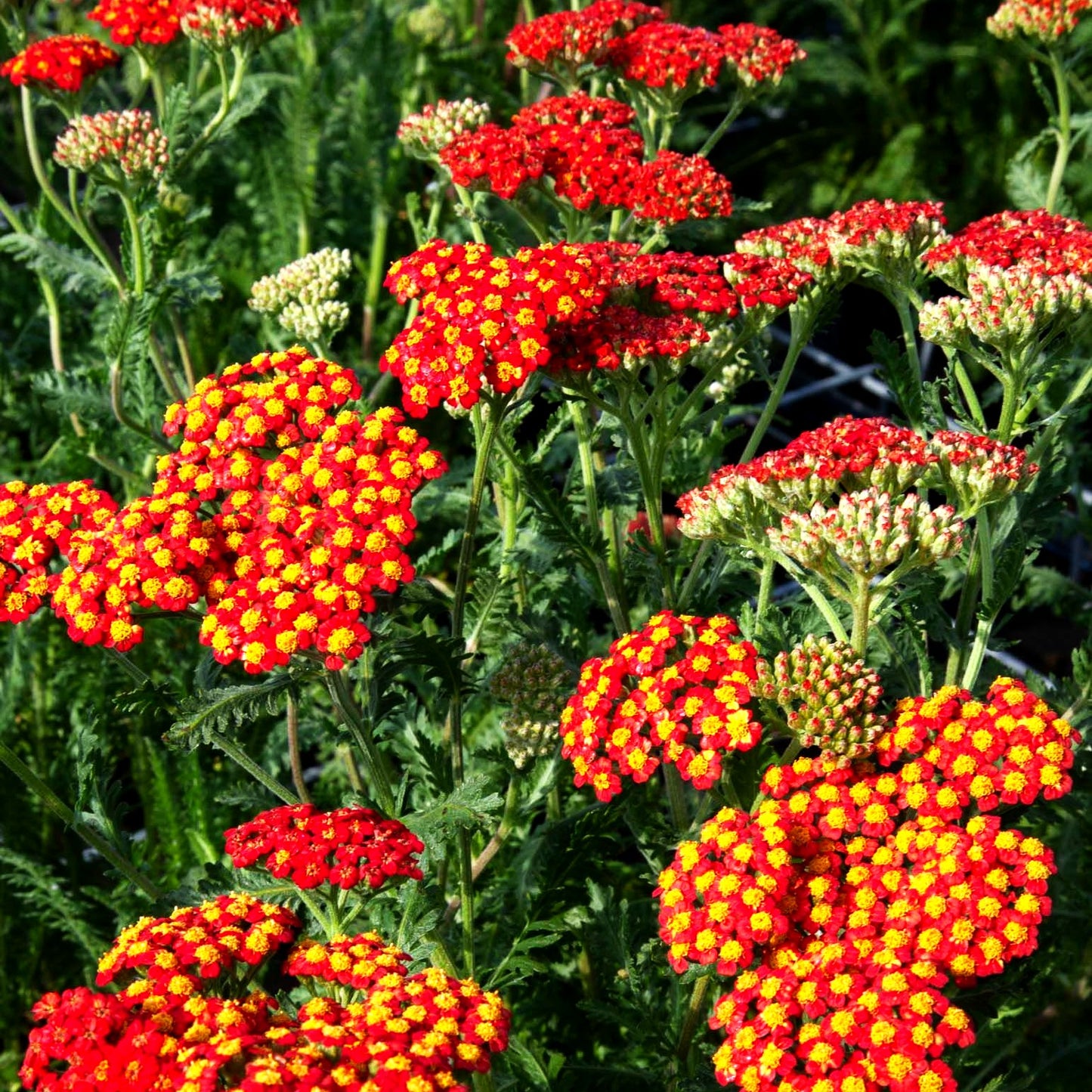Hohe Gold-Garbe 'Walter Funcke' (Achillea filipendulina)