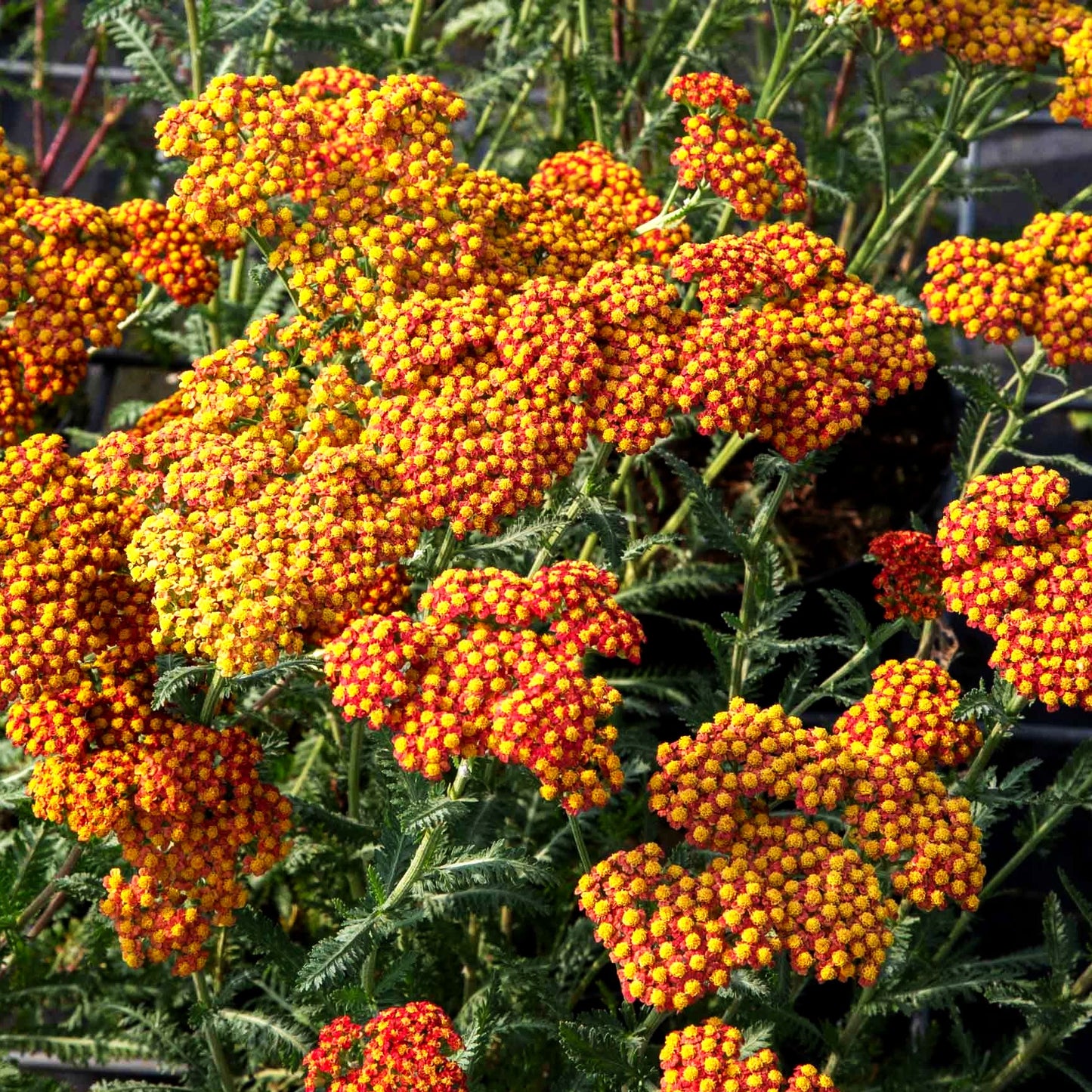 Hohe Gold-Garbe 'Walter Funcke' (Achillea filipendulina)