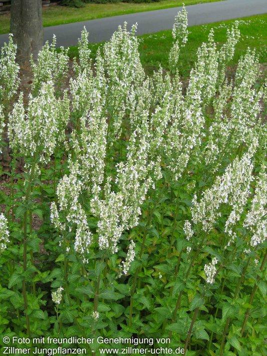 Hohe Katzenminze 'Alba' (Nepeta nuda)