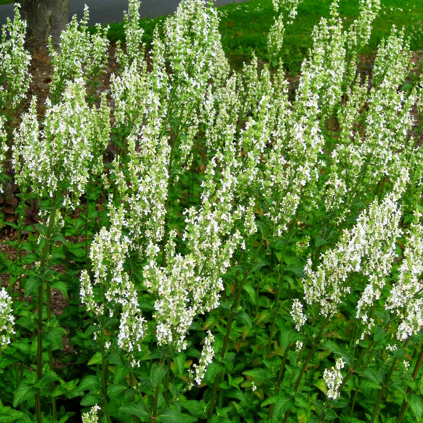 Hohe Katzenminze 'Alba' (Nepeta nuda)
