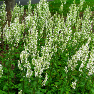 Hohe Katzenminze 'Alba' (Nepeta nuda)