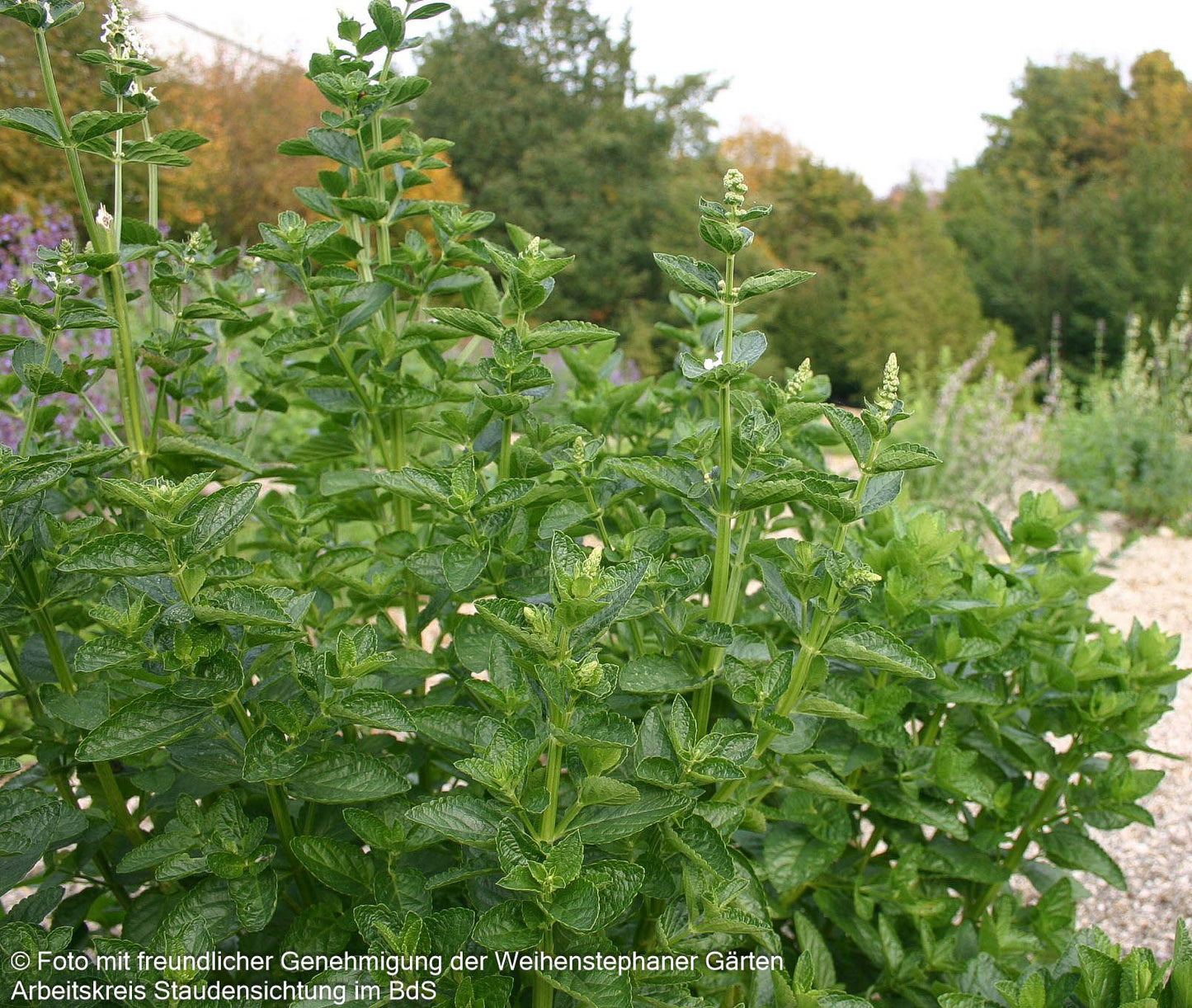 Hohe Katzenminze 'Alba' (Nepeta nuda)