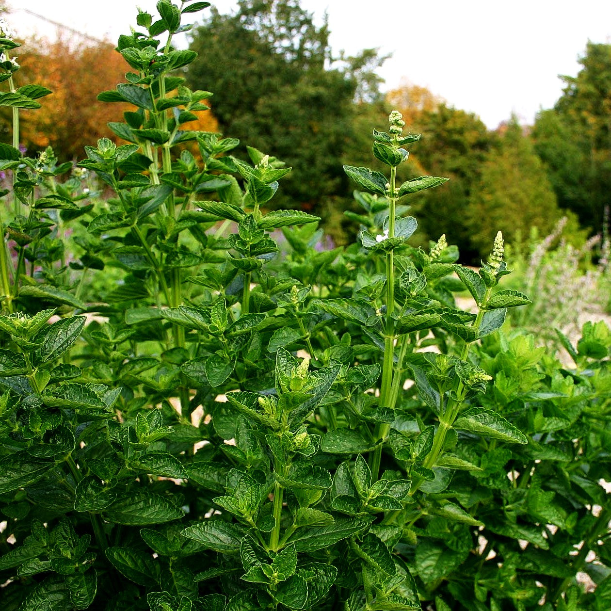 Hohe Katzenminze 'Alba' (Nepeta nuda)