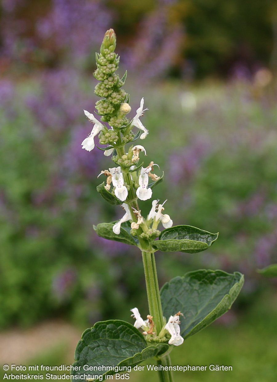 Hohe Katzenminze 'Alba' (Nepeta nuda)