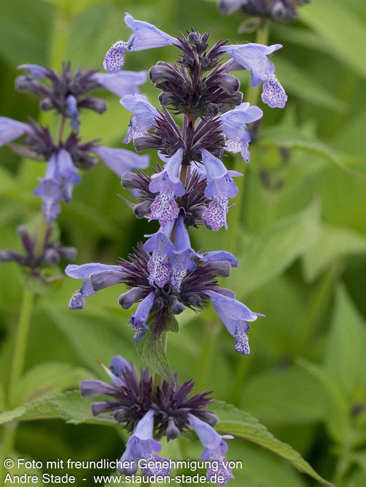 Hohe Katzenminze 'Manchu Blue' (Nepeta manchuriensis)