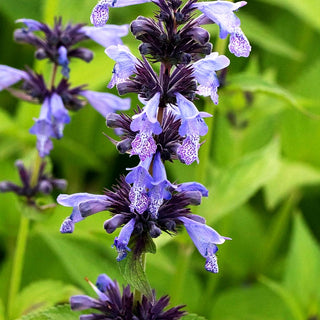 Hohe Katzenminze 'Manchu Blue' (Nepeta manchuriensis)