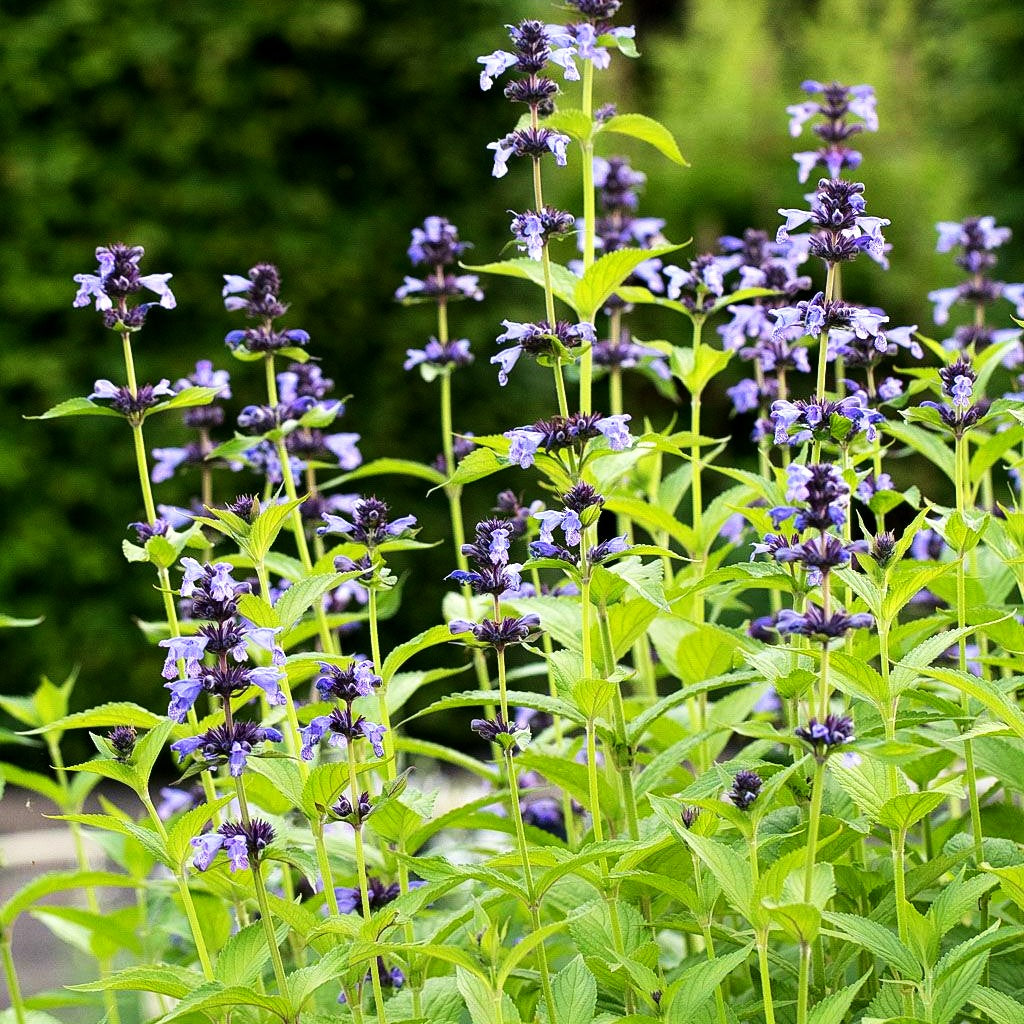Hohe Katzenminze 'Manchu Blue' (Nepeta manchuriensis)