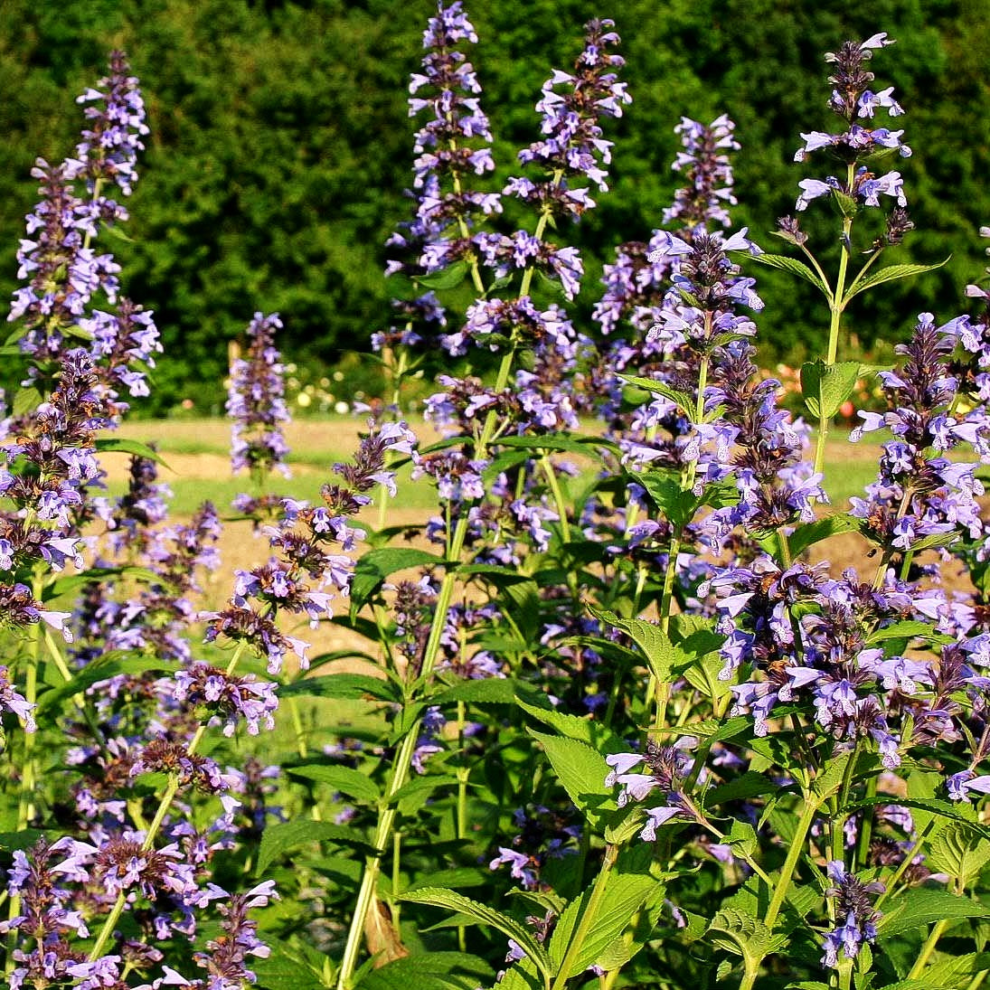 Hohe Katzenminze 'Manchu Blue' (Nepeta manchuriensis)