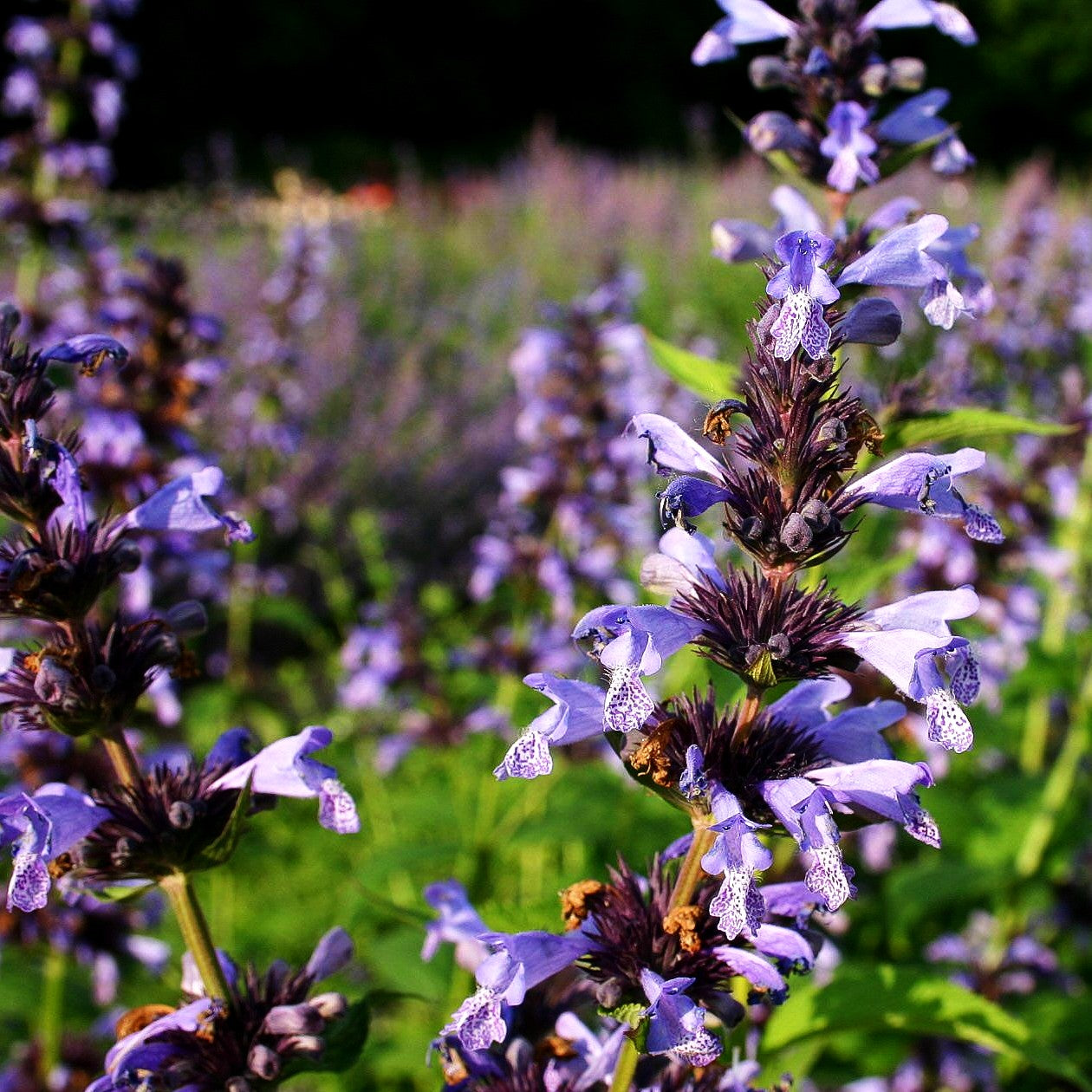 Hohe Katzenminze 'Manchu Blue' (Nepeta manchuriensis)