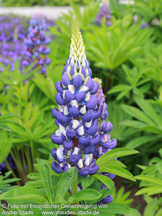 Hohe Lupine blau 'Kastellan' (Lupinus polyphyllus)