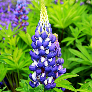 Hohe Lupine blau 'Kastellan' (Lupinus polyphyllus)