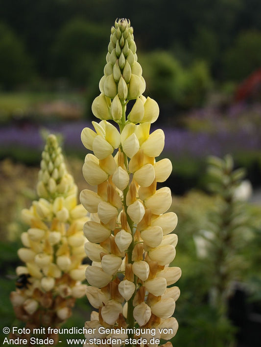 Hohe Lupine gelb 'Kronleuchter' (Lupinus polyphyllus)