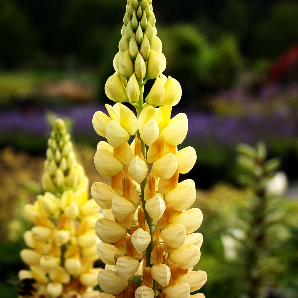 Hohe Lupine gelb 'Kronleuchter' (Lupinus polyphyllus)