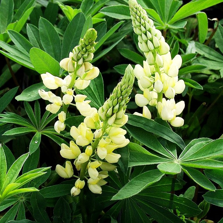 Hohe Lupine gelb 'Kronleuchter' (Lupinus polyphyllus)