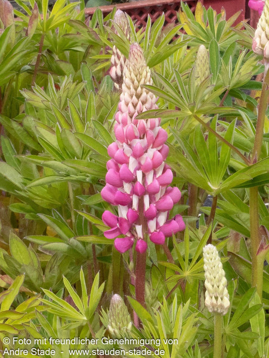 Hohe Lupine rosa 'Schlossfrau' (Lupinus polyphyllus)