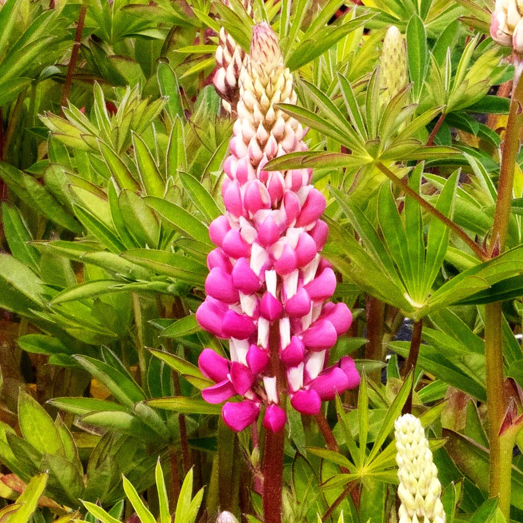 Hohe Lupine rosa 'Schlossfrau' (Lupinus polyphyllus)