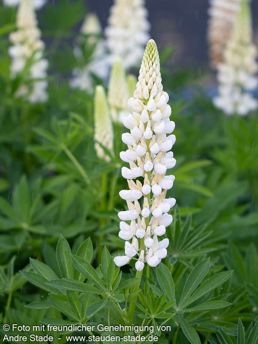 Hohe Lupine weiß 'Fräulein' (Lupinus polyphyllus)