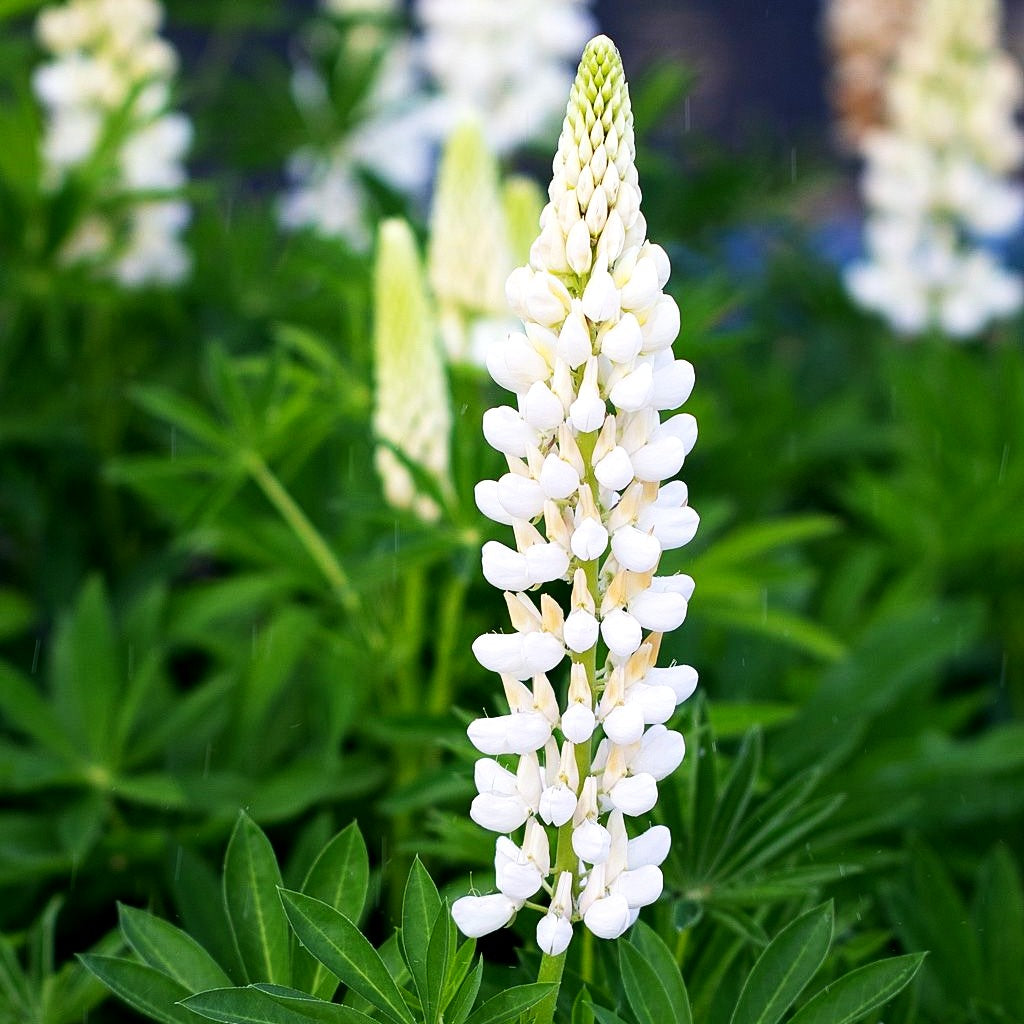 Hohe Lupine weiß 'Fräulein' (Lupinus polyphyllus)