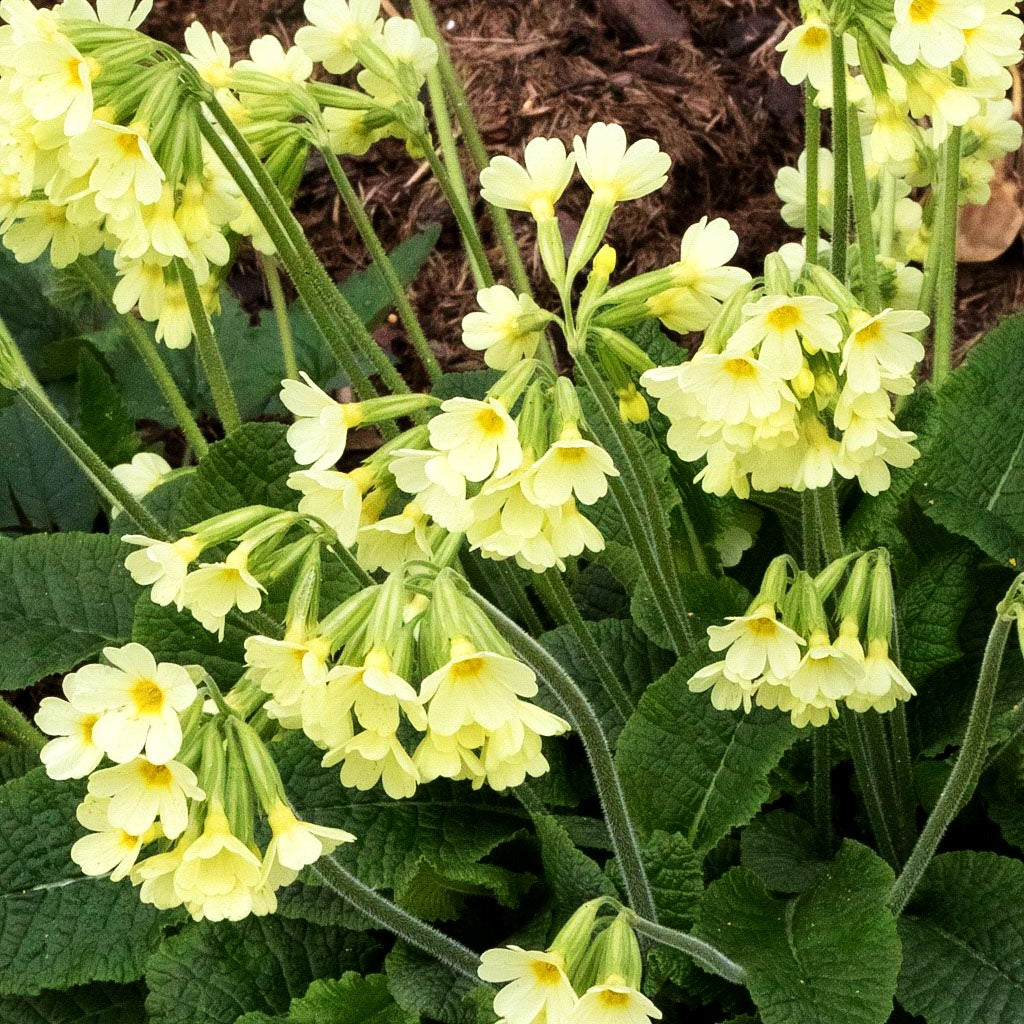 Hohe Schlüsselblume (Primula elatior)