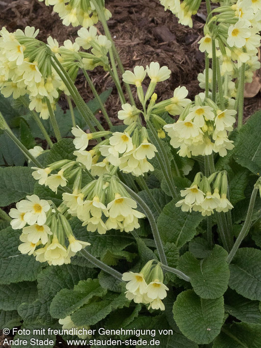 Hohe Schlüsselblume (Primula elatior)