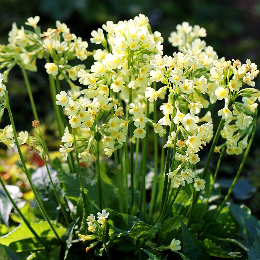 Hohe Schlüsselblume (Primula elatior)