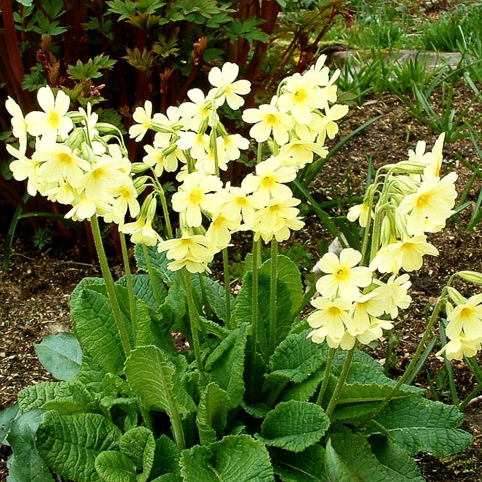 Hohe Schlüsselblume (Primula elatior)