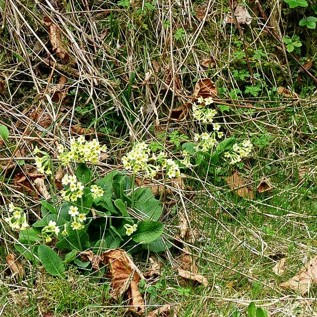 Hohe Schlüsselblume (Primula elatior)