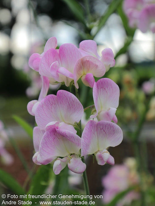 Hohe Stauden-Wicke 'Rosa Perle' (Lathyrus latifolius)