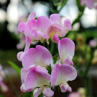 Hohe Stauden-Wicke 'Rosa Perle' (Lathyrus latifolius)