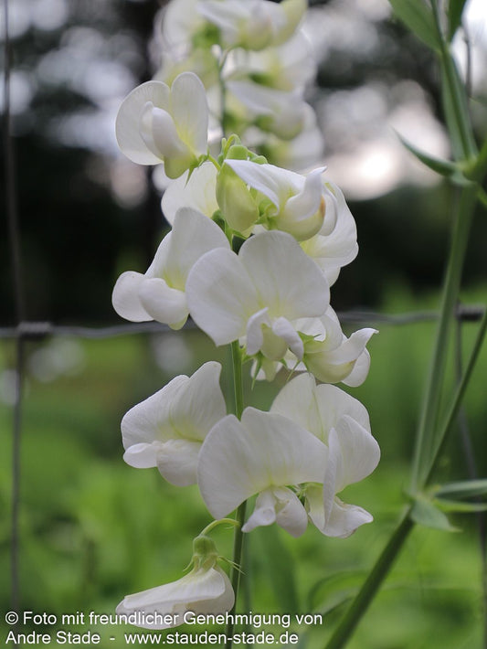 Hohe Stauden-Wicke 'Weiße Perle' (Lathyrus latifolius)