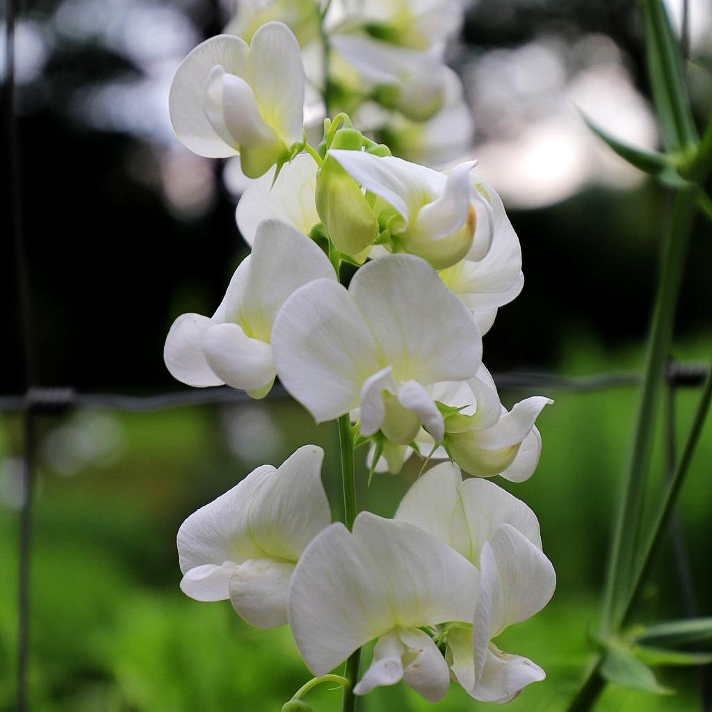 Hohe Stauden-Wicke 'Weiße Perle' (Lathyrus latifolius)