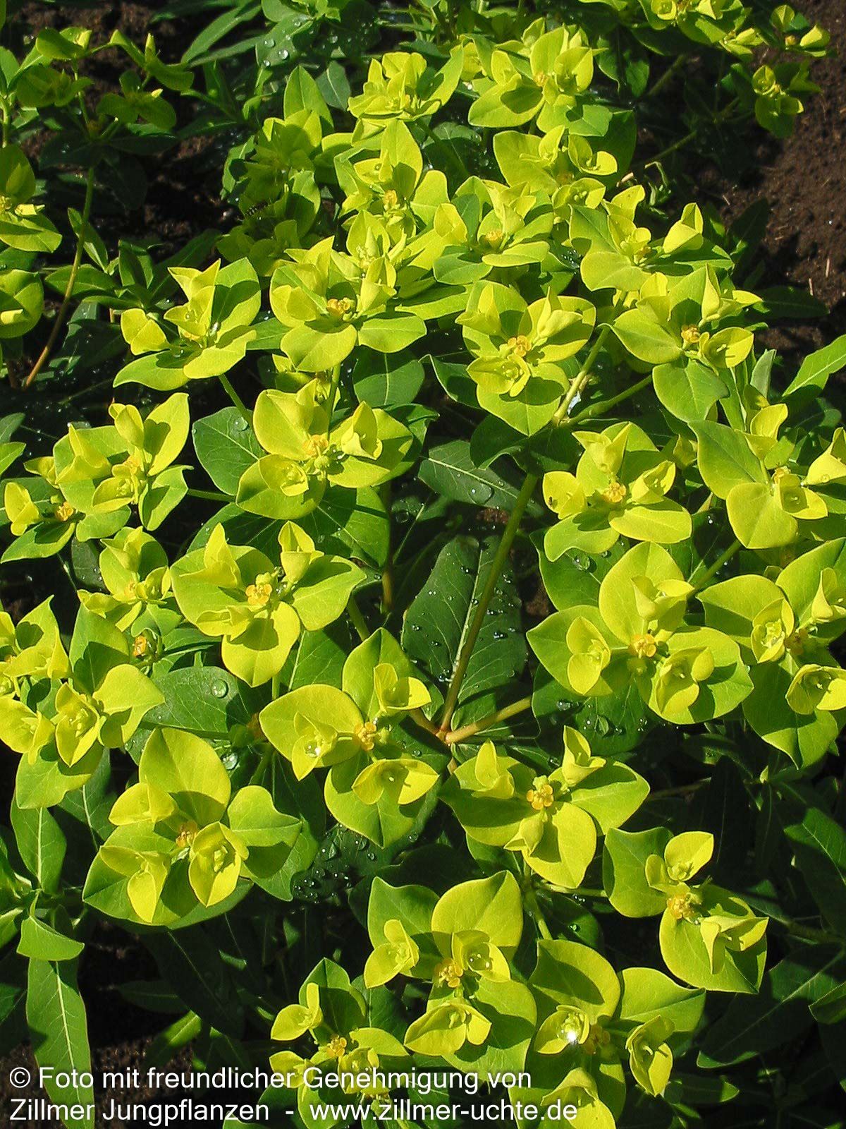 Hohe Wolfsmilch 'Goldener Turm' (Euphorbia cornigera)