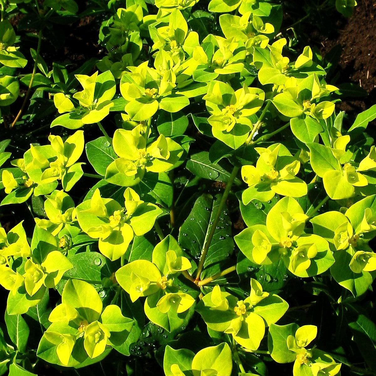 Hohe Wolfsmilch 'Goldener Turm' (Euphorbia cornigera)