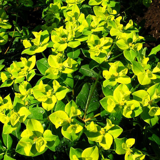 Hohe Wolfsmilch 'Goldener Turm' (Euphorbia cornigera)