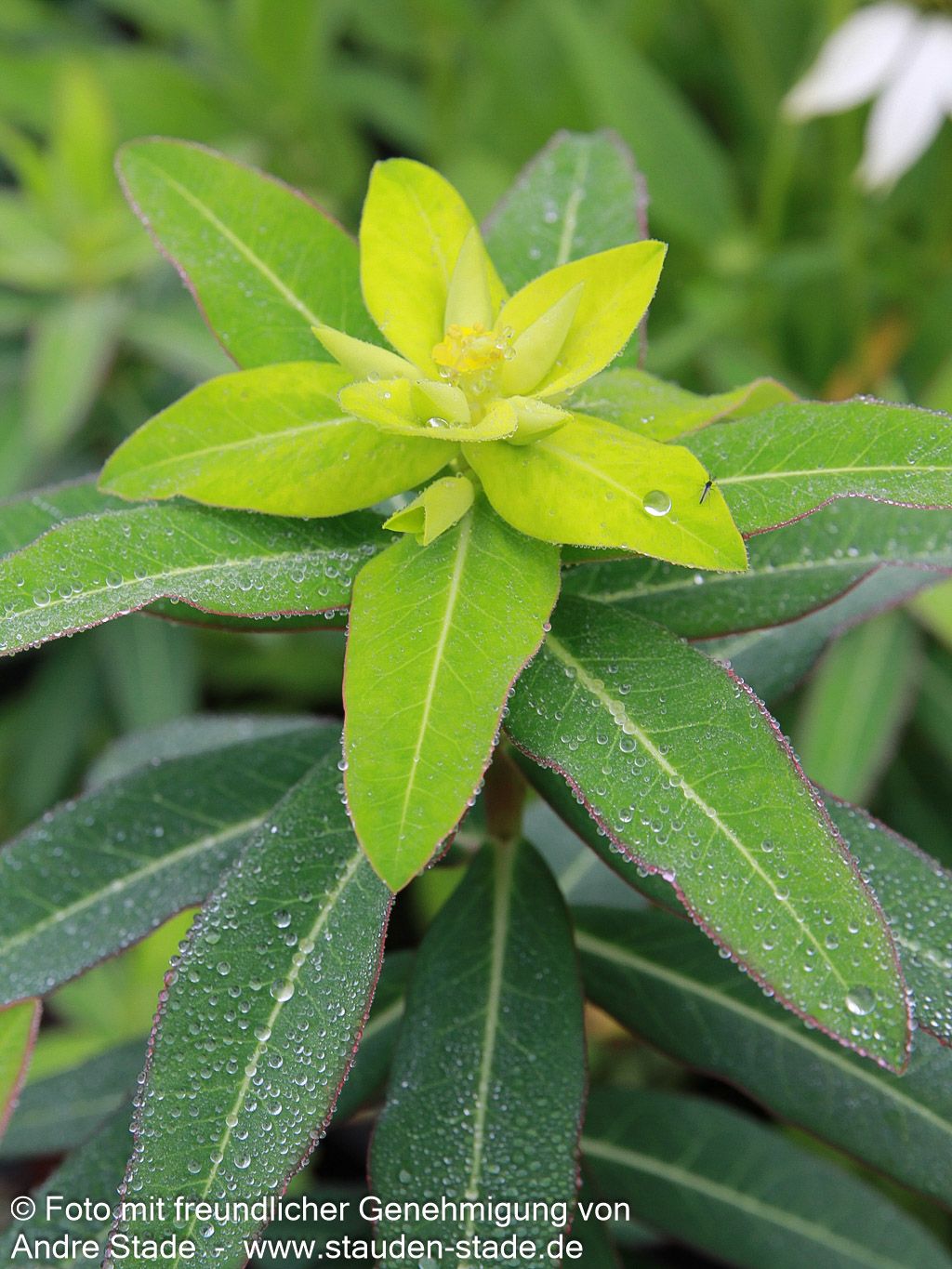 Hohe Wolfsmilch 'Goldener Turm' (Euphorbia cornigera)