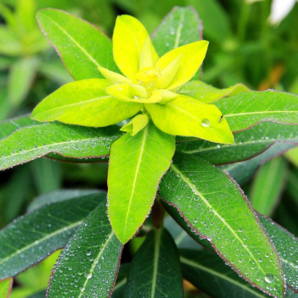 Hohe Wolfsmilch 'Goldener Turm' (Euphorbia cornigera)