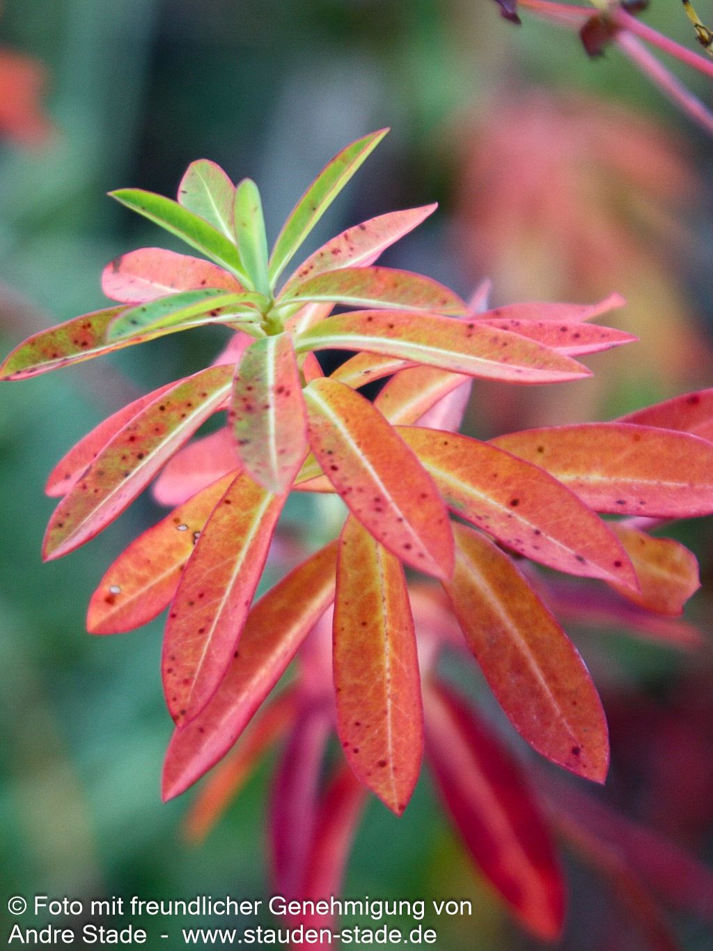 Hohe Wolfsmilch 'Goldener Turm' (Euphorbia cornigera)