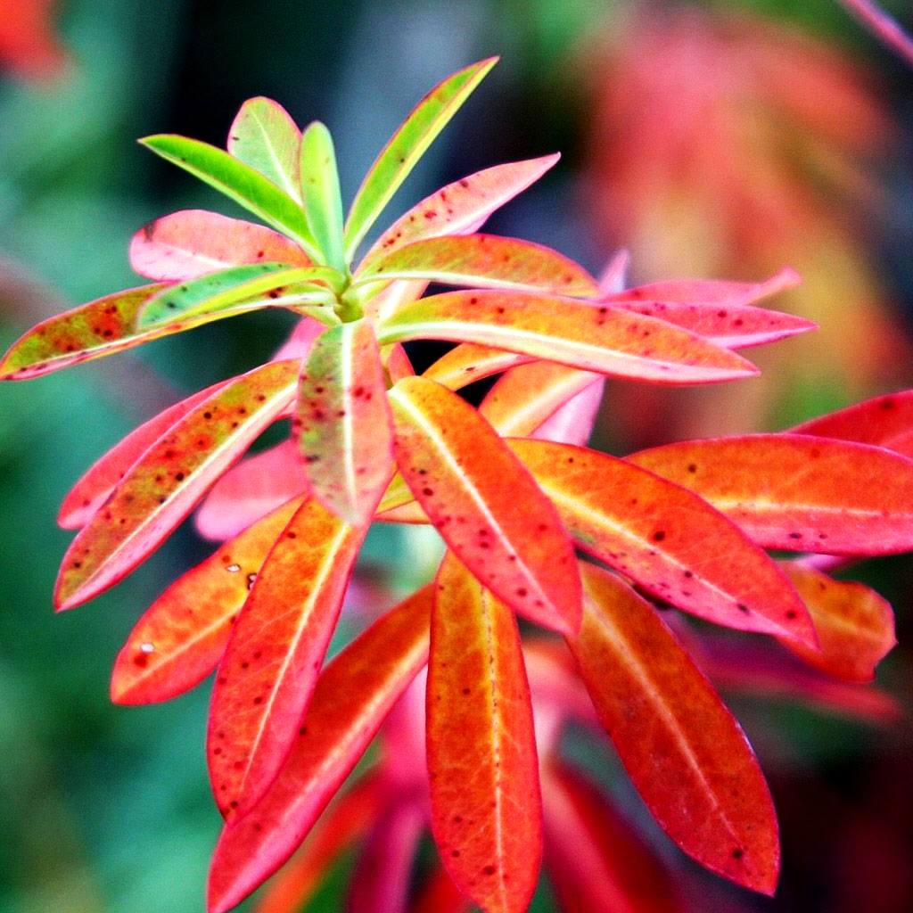 Hohe Wolfsmilch 'Goldener Turm' (Euphorbia cornigera)