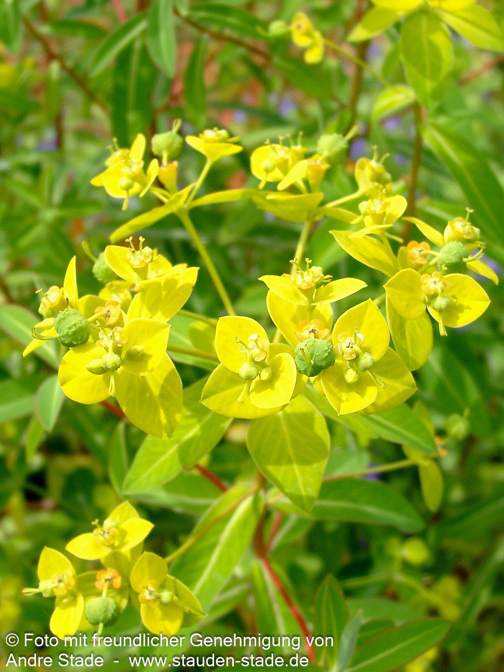 Hohe Wolfsmilch 'Goldener Turm' (Euphorbia cornigera)