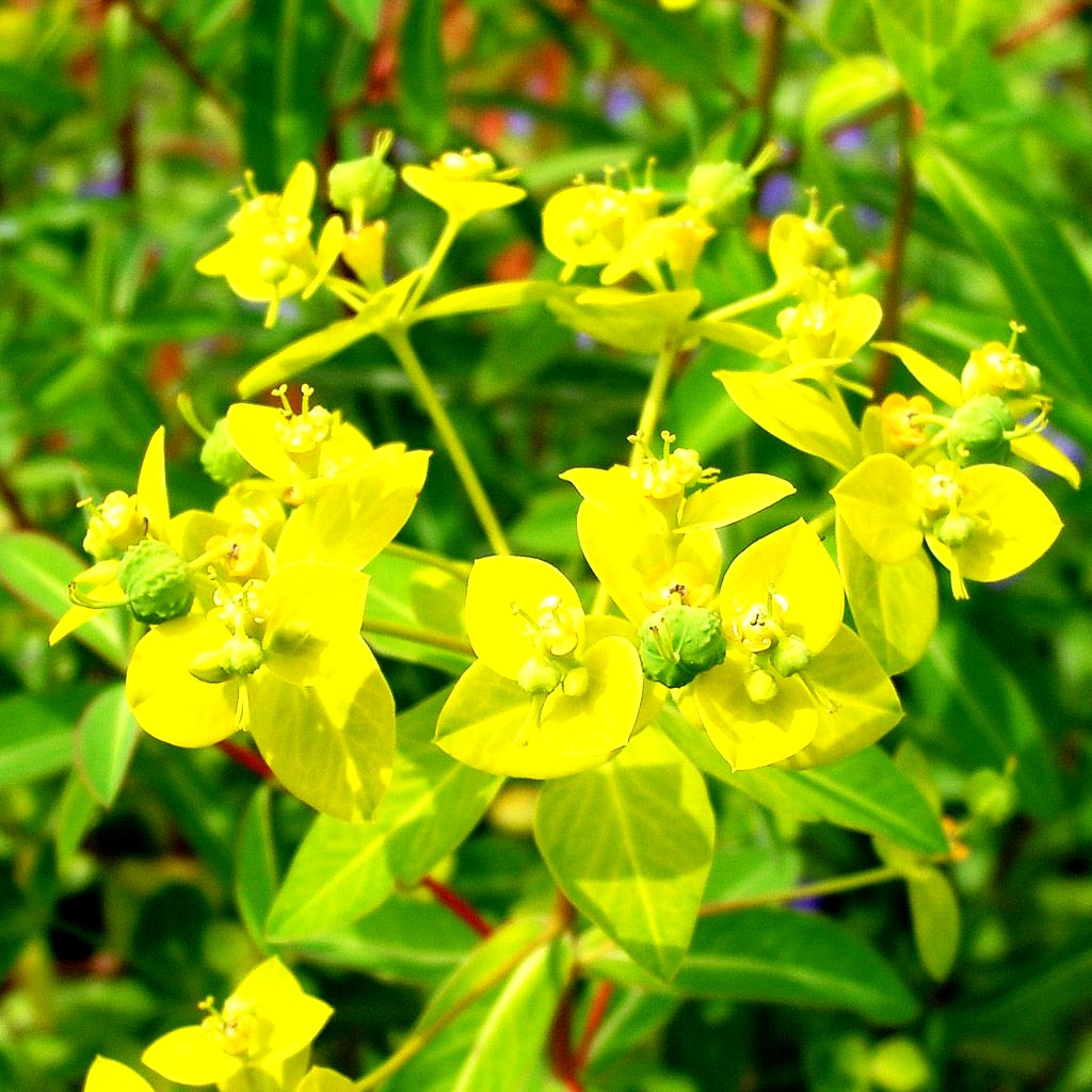 Hohe Wolfsmilch 'Goldener Turm' (Euphorbia cornigera)