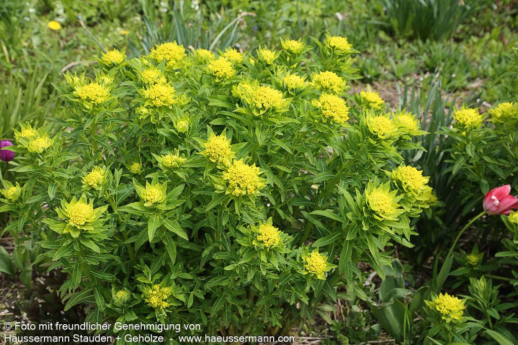 Hohe Wolfsmilch 'Goldener Turm' (Euphorbia cornigera)
