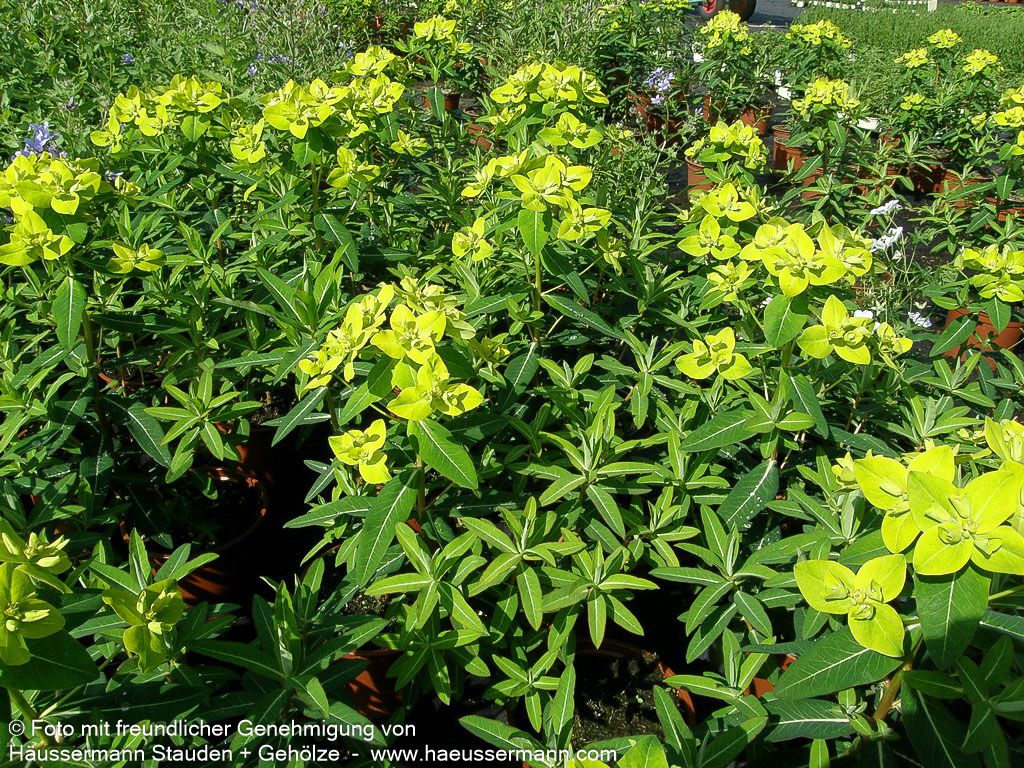 Hohe Wolfsmilch 'Goldener Turm' (Euphorbia cornigera)