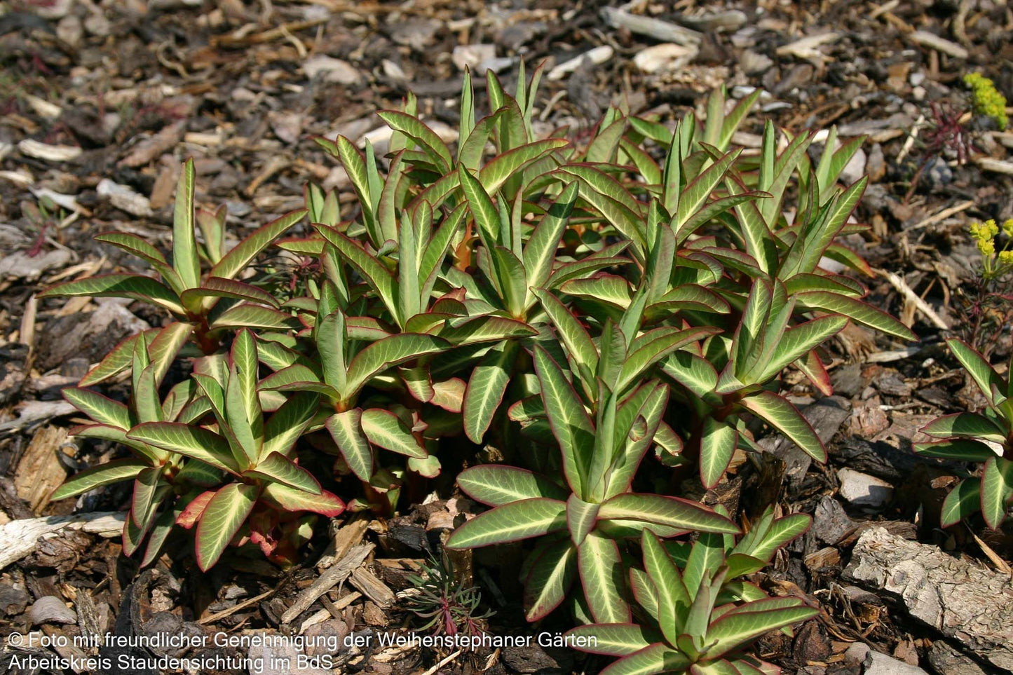 Hohe Wolfsmilch 'Goldener Turm' (Euphorbia cornigera)